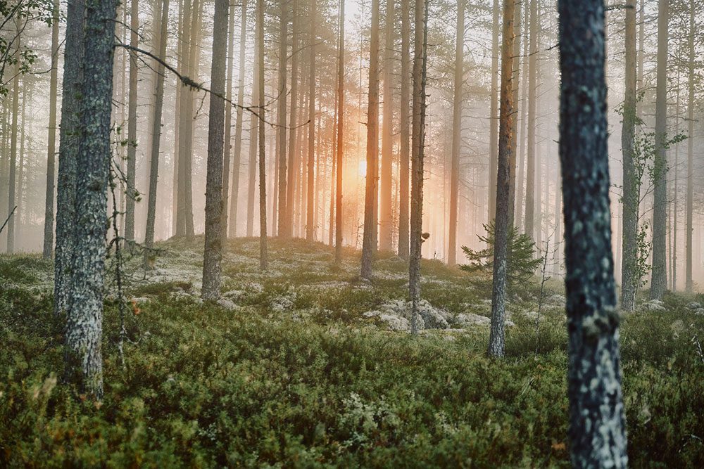 brand-forest-1000px-valtterihirvonen