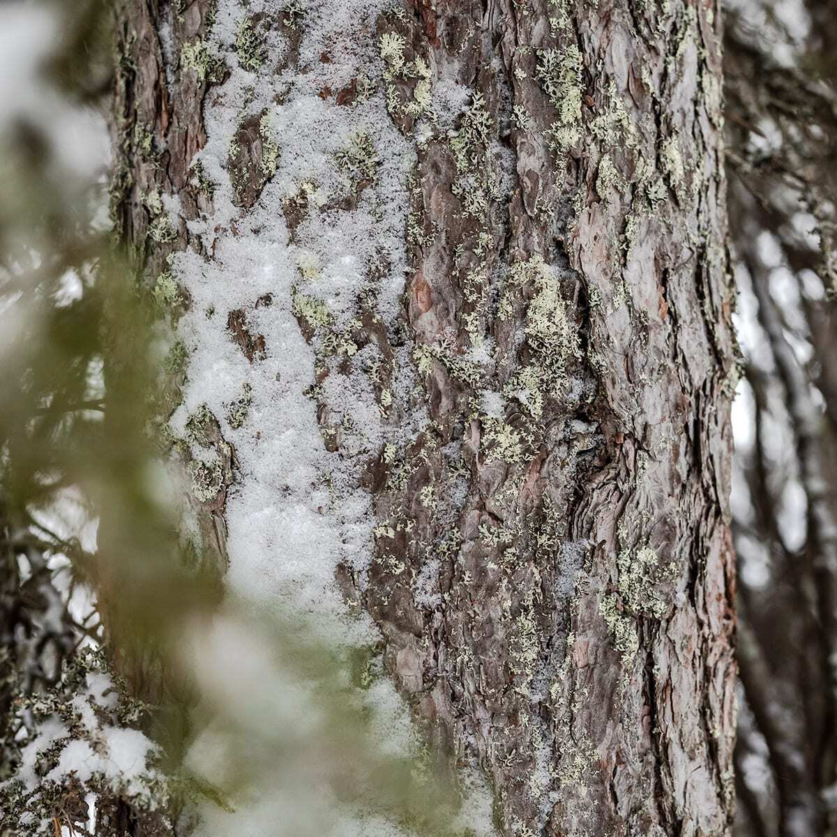 honka-heimon-kylassa-nuoren-perheen-hirsikoti-mantymetsan-suojassa_19